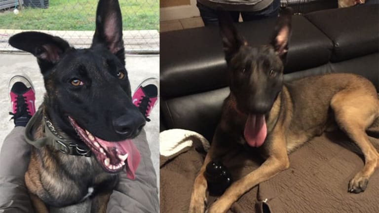 POLICE DOG MISSING AFTER BEING SCARED OFF BY FIREWORKS, WOOF WOOF 