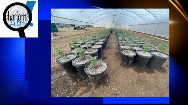 CALIFORNIA ILLEGAL MARIJUANA GROW OPERATION DISCOVERED WITH 400 PLANTS 