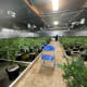   Marijuana drug bust yields $10 million in cash