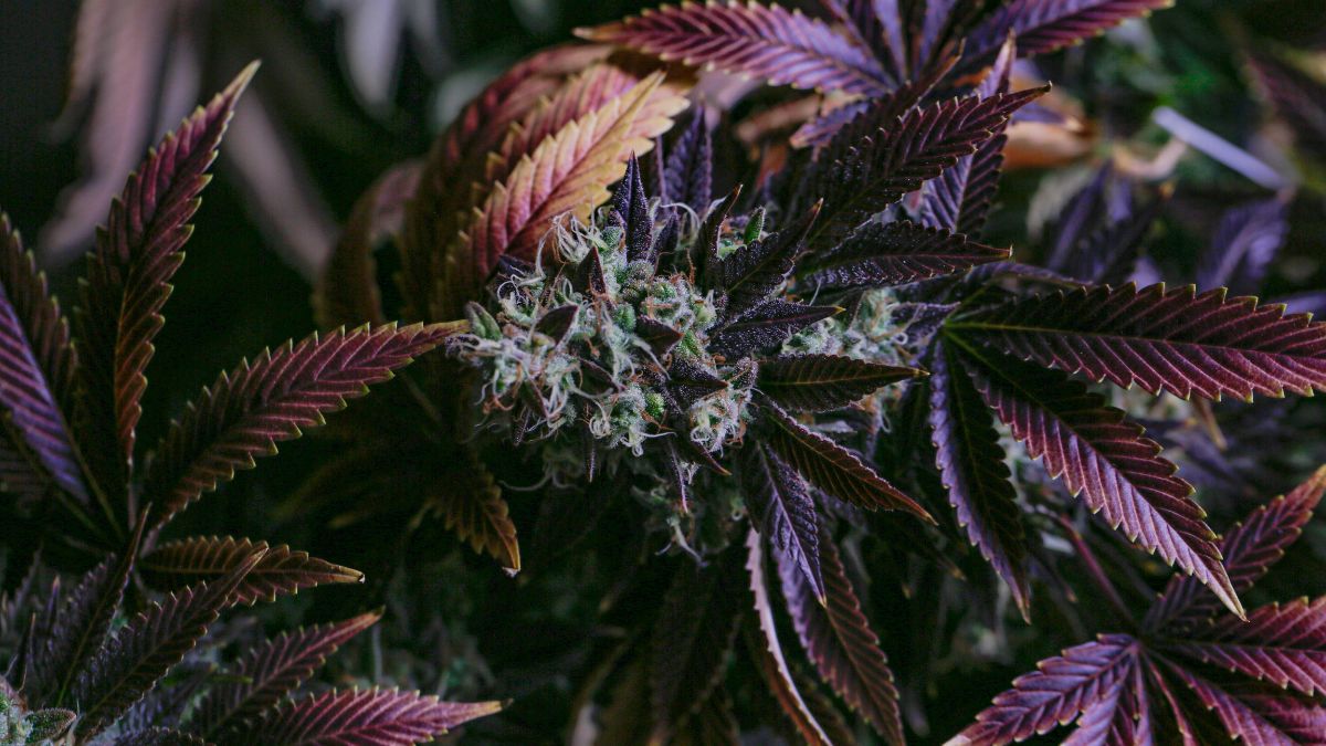 Cherry, lemon, cognac ... how the smell and flavor of cannabis have been transformed in recent years