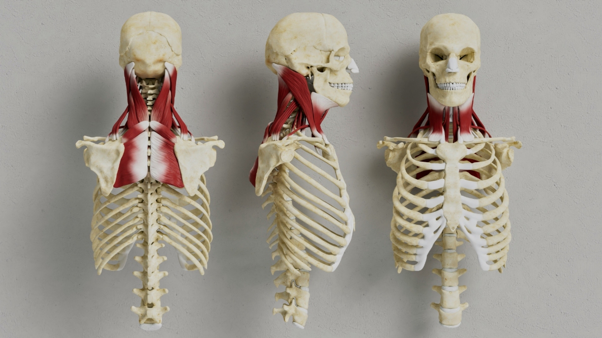 Global warming could influence our physical appearance