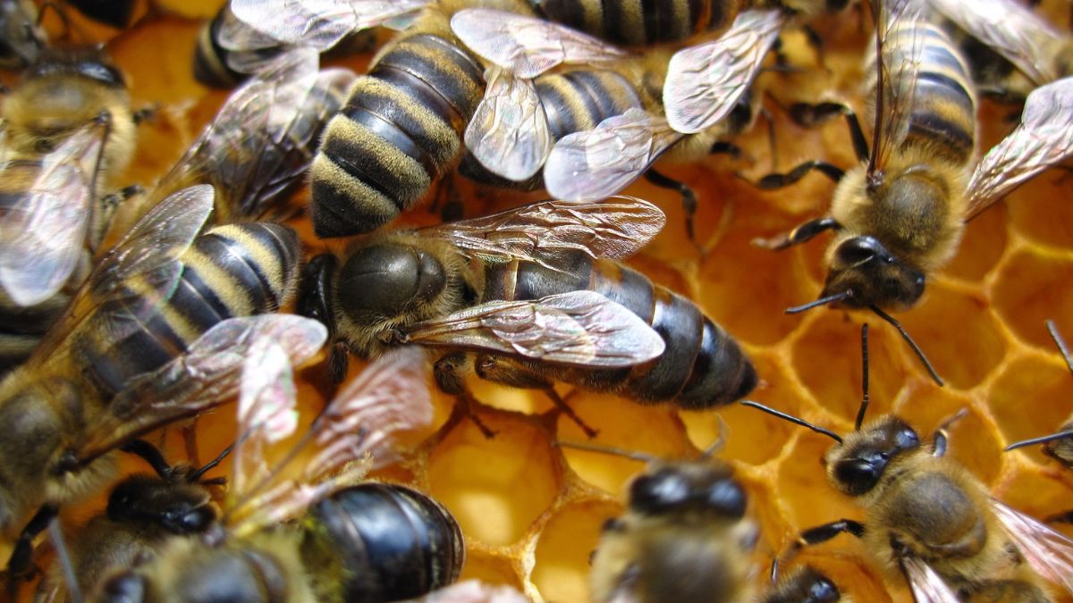 What if the queen of bees held the secret of eternal youth?
