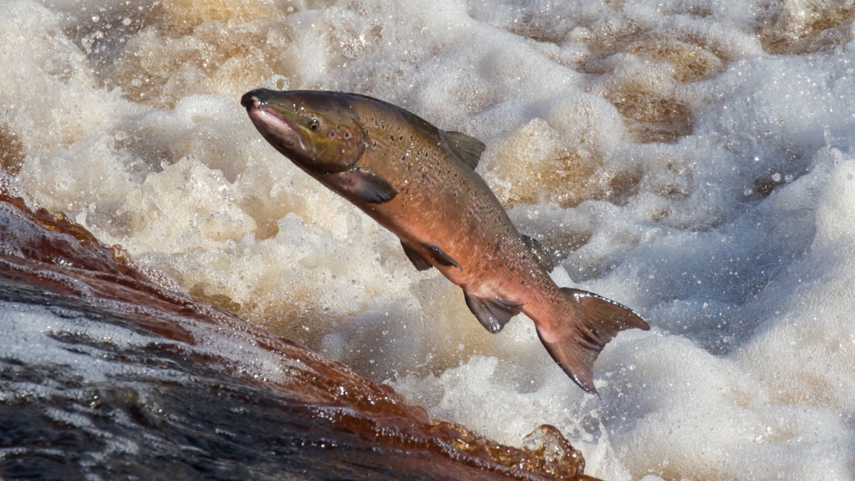 Your sleeping pills and anxiolytics disrupt the migration of salmon, aren't you ashamed?
