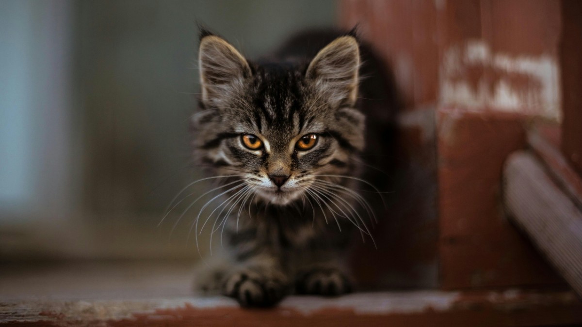 From the wild predator to the cuddly companion: the incredible story of cat domestication