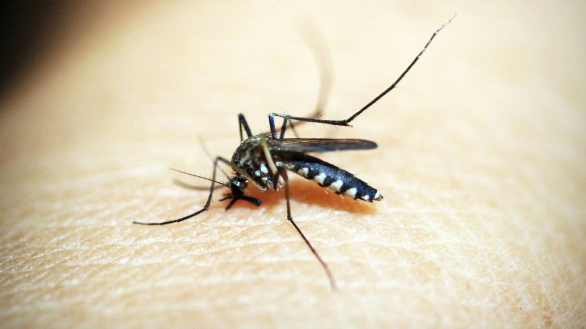 What if your blood could kill the mosquitoes that bite you? Researchers work there