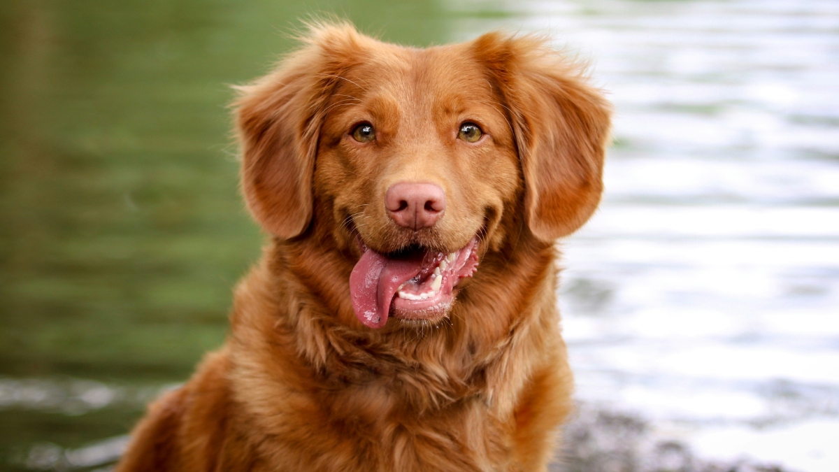 How many chocolate squares can kill your dog and why?