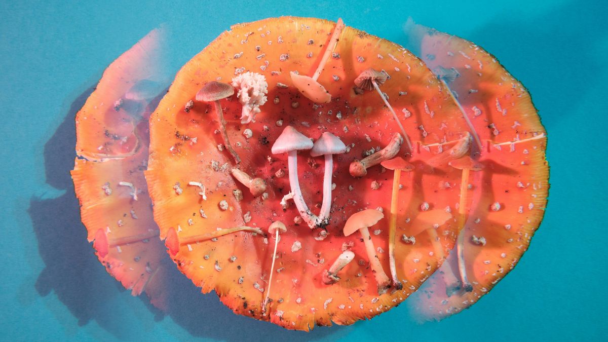 Taking psychedelic drugs with ChatGPT, the new concept that worries specialists