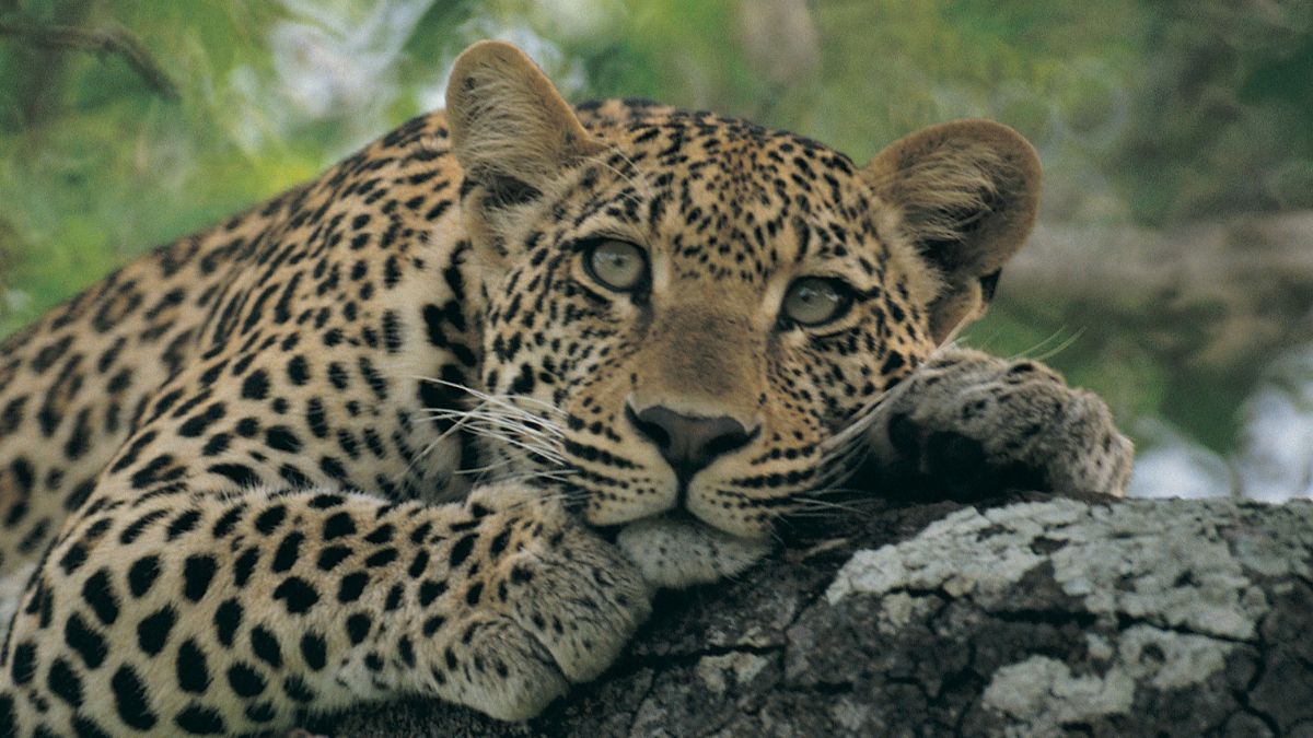 Early humans weren't at the top of the food chain, they were breakfast for leopards