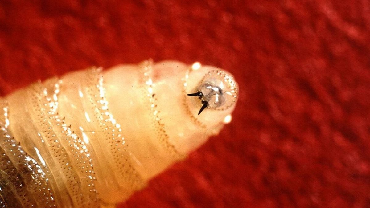 An American traveler returned from El Salvador with a surprise: a flesh-eating parasitic larva