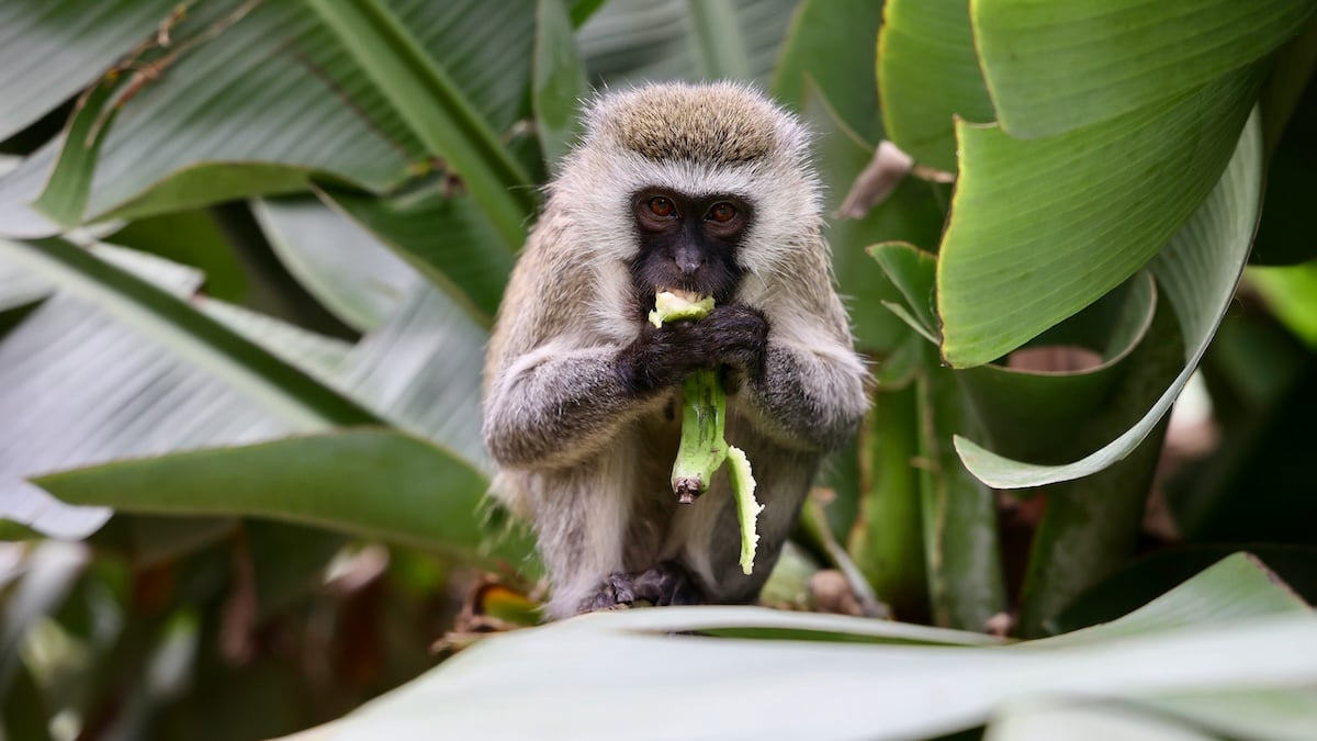 Millions of years ago, our ancestors were already attracted to alcohol
