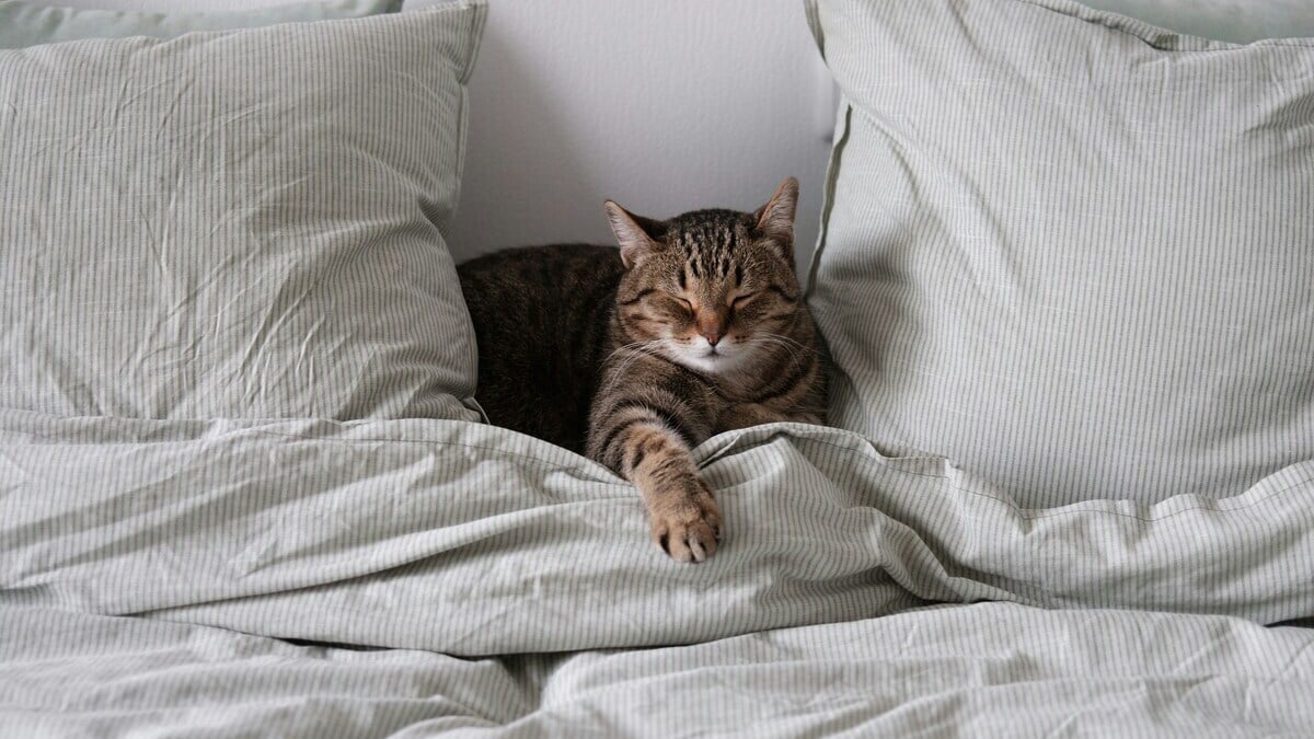 My cat and me, two solitudes that keep each other company