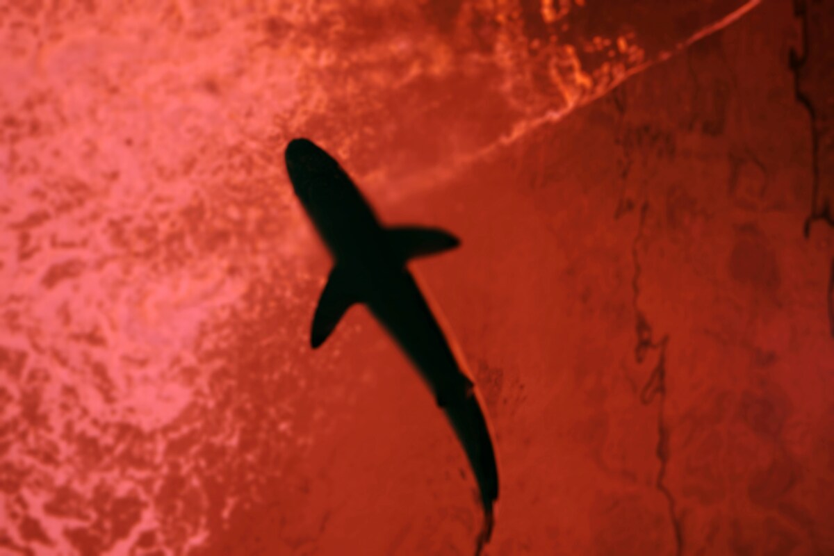 We know more about the mysterious orange shark spotted by fishermen near the coast of Costa Rica