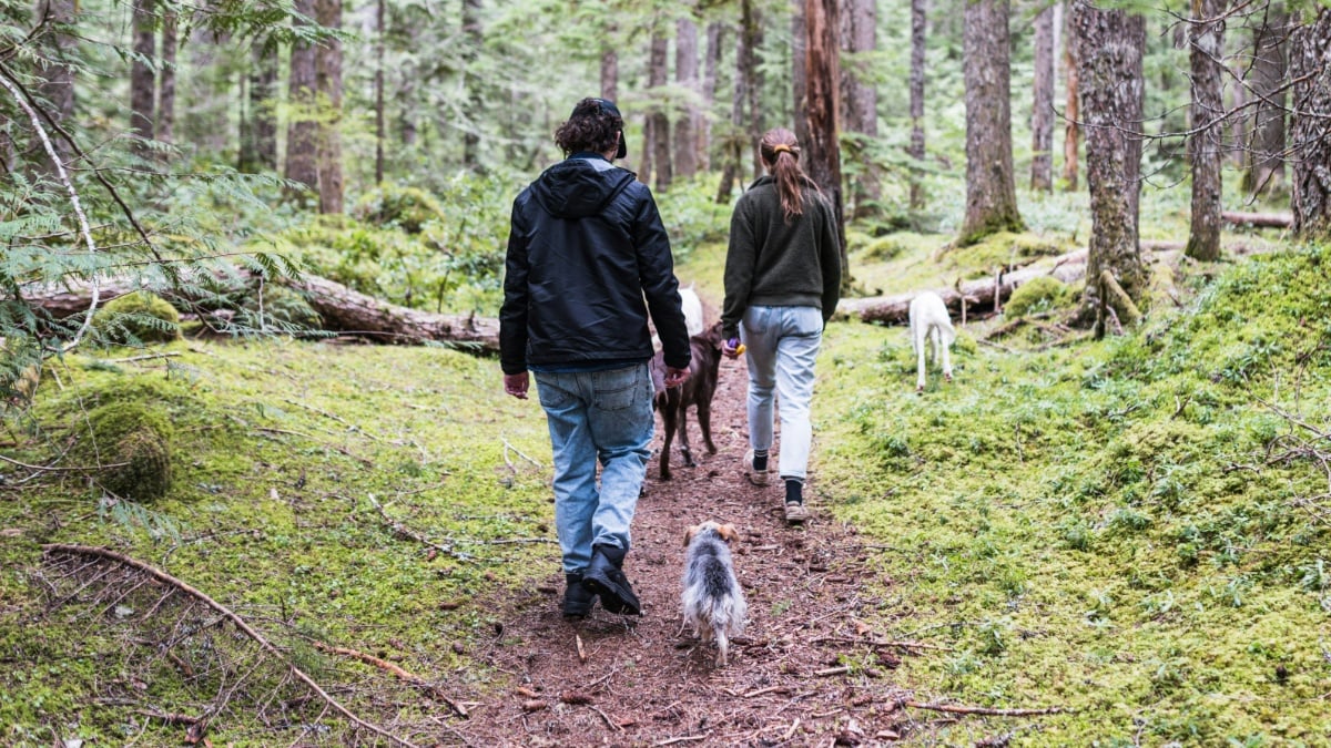 A simple walk in nature recharges your tired brain and researchers don't understand why