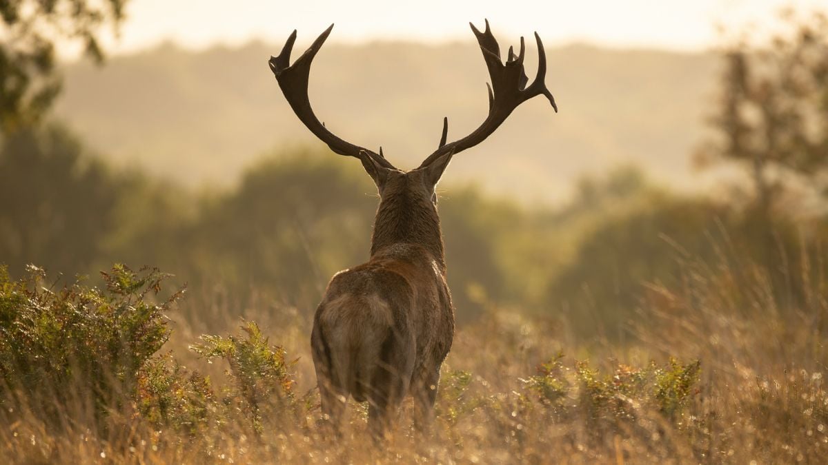 King Louie was a legendary New York deer, his death sparked an extraordinary investigation