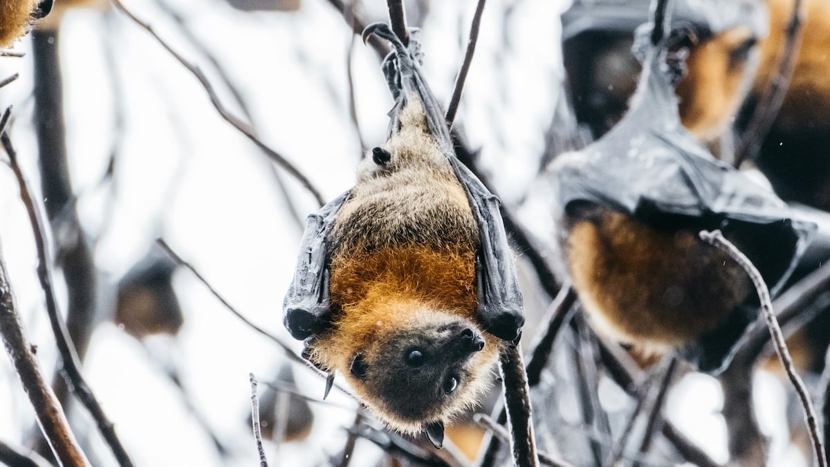 Hey, this new virus spotted in bats looks strangely like Covid-19