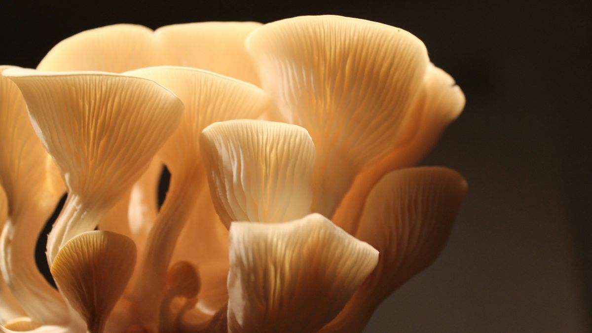 Forget meat, this genetically modified mushroom will replace your steaks