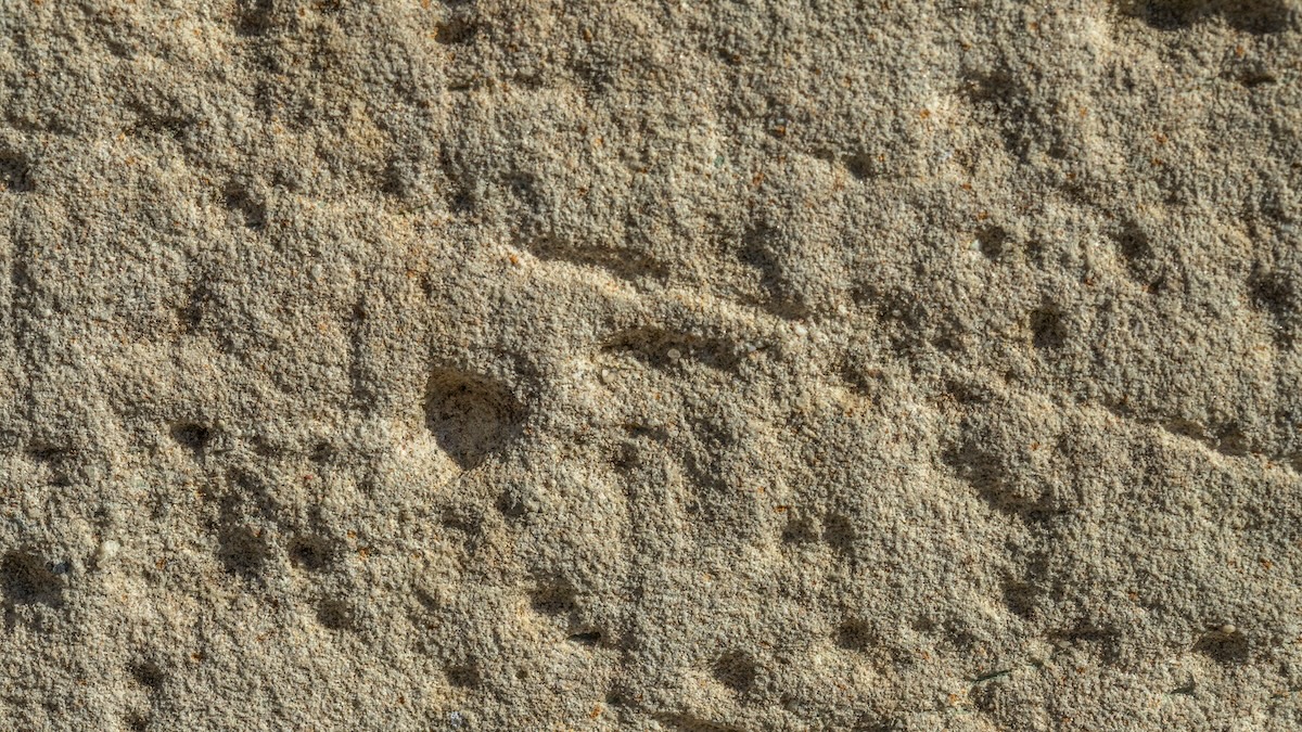 Oldest anus print in world history found