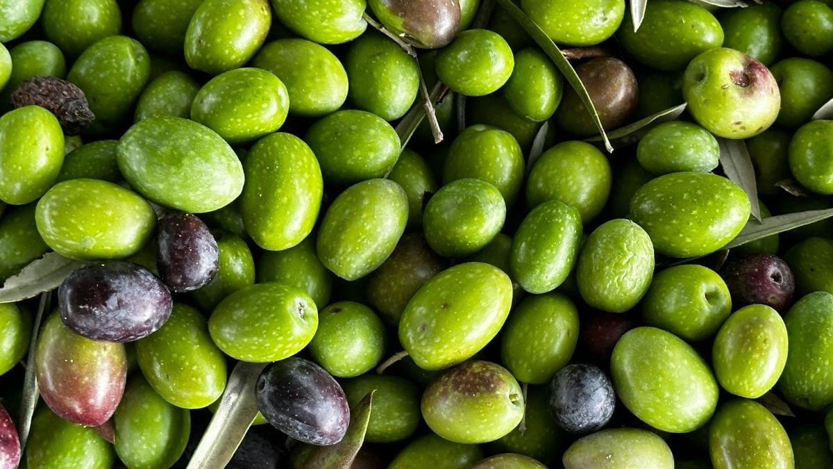 Olive oil could boost our immunity against cancer (not palm oil)