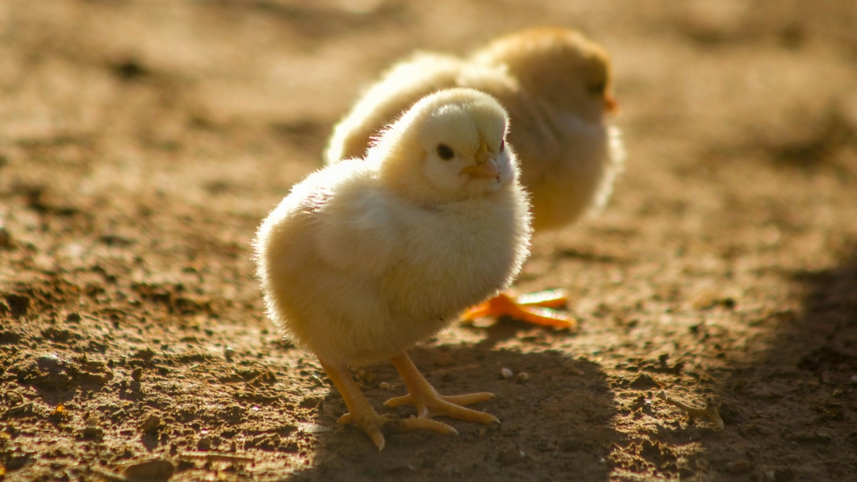 Can you hatch eggs bought at the supermarket? (and have a little chick at home)