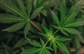 Could Smoking Cannabis Make You Smarter?