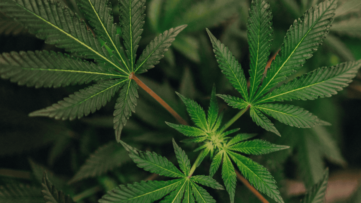 Could Smoking Cannabis Make You Smarter?