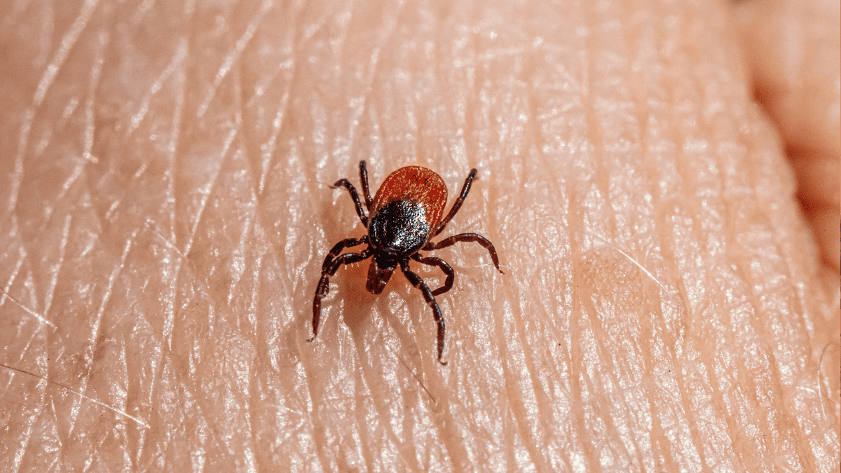 Faced with the explosion in the number of ticks, a promising vaccine restarts the fight against Lyme disease
