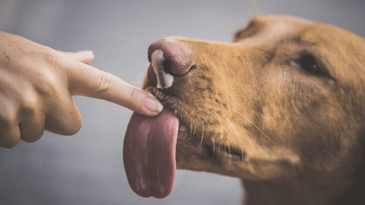 Her dog licks her: she contracts an infection and has all four limbs amputated