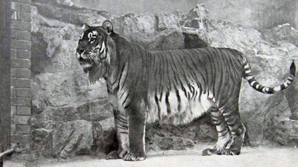 Kazakhstan wants to plant tens of thousands of trees to bring back a tiger that disappeared for fifty years
