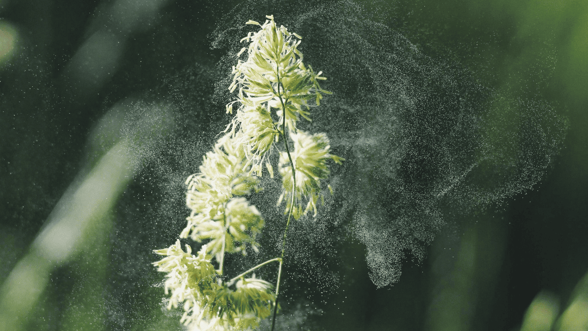 Pollen could lower academic achievement without students realizing it