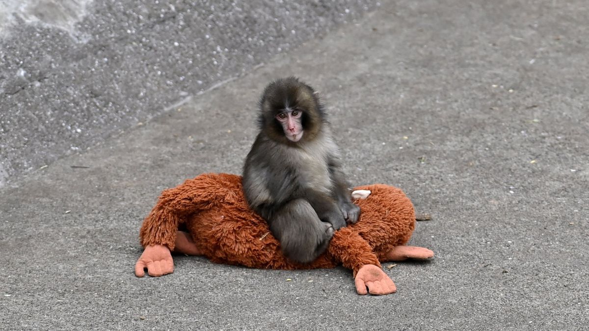 Punch the baby macaque: why do some females abandon their babies like this?