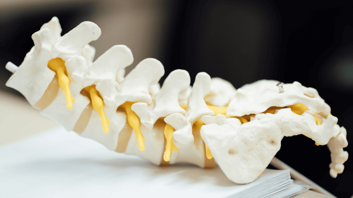 Researchers want to cure paralysis using miniature spinal cords developed in the laboratory