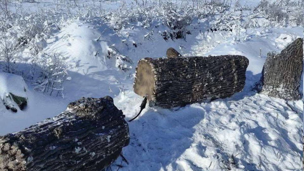 Russia makes fake plastic trees to hide its antennas decimated by Ukrainian drones