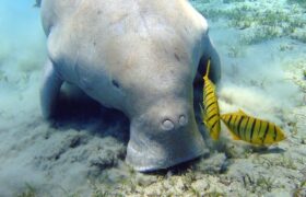 War over Strait of Hormuz threatens rare whale and dugong sanctuary