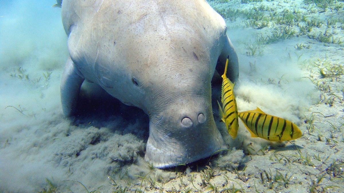 War over Strait of Hormuz threatens rare whale and dugong sanctuary