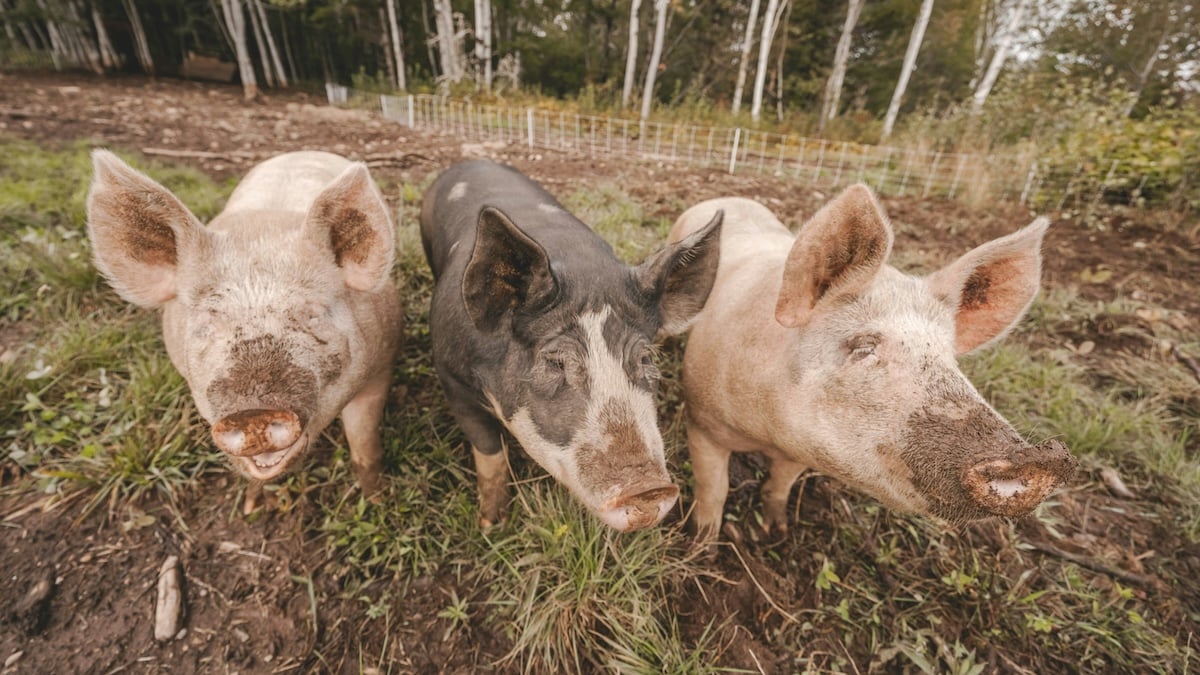 We will soon treat eye cancer with pig sperm and it will be great