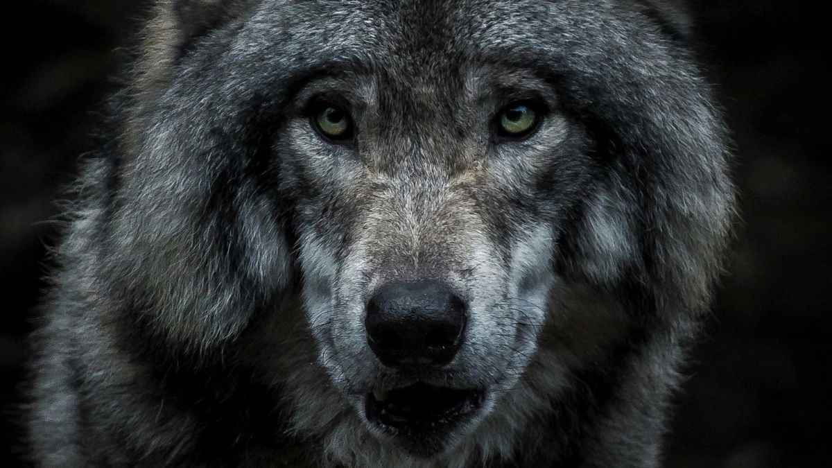 Wolf-dog hybrid identified in the wild in Greece for the first time