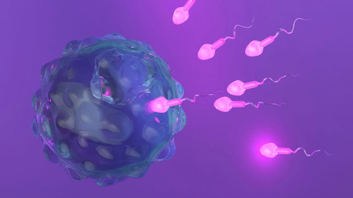 A major advance towards male contraception makes it possible to stop fertility without hormonal effects