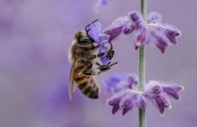 Bees have never stopped disappearing, but no one talks about them anymore