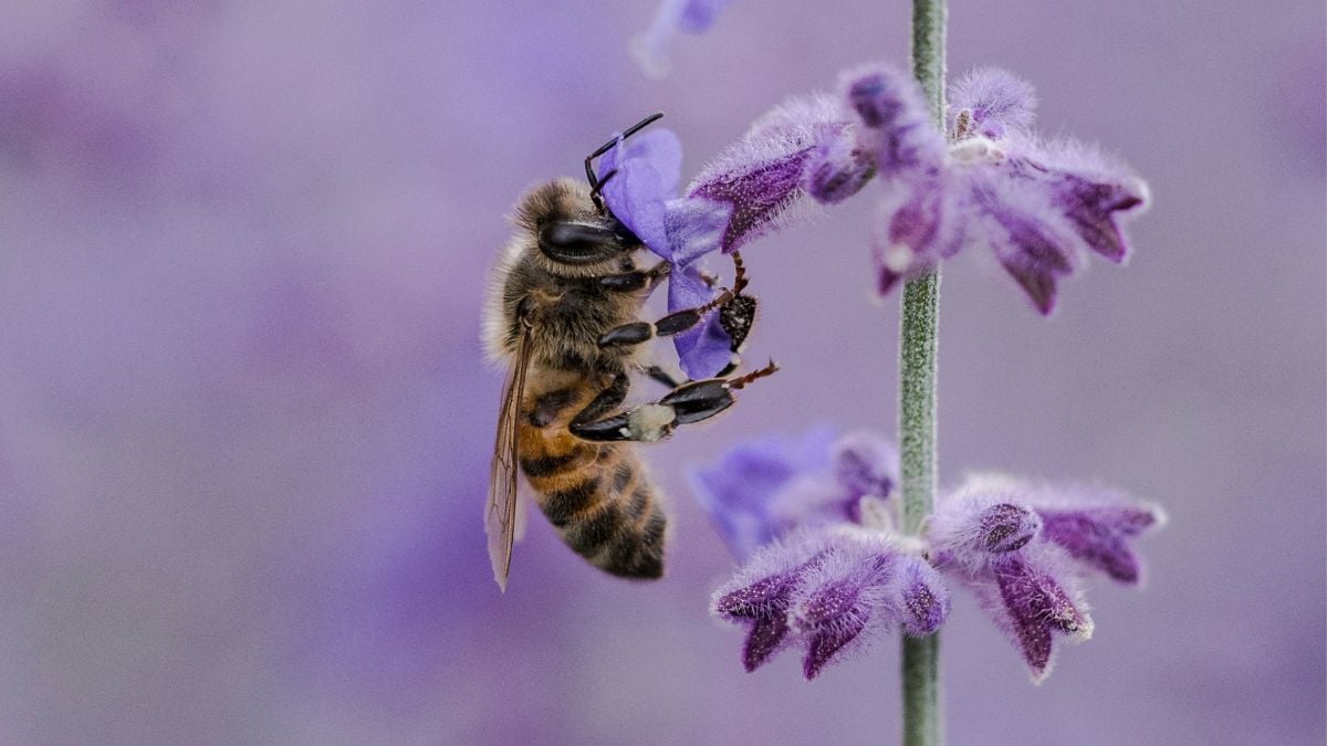 Bees have never stopped disappearing, but no one talks about them anymore