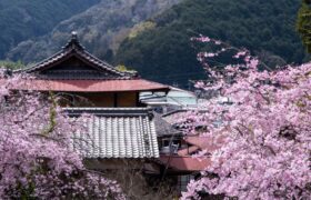 Do you dream of seeing cherry blossoms in Japan? Hurry up, this will soon no longer be possible