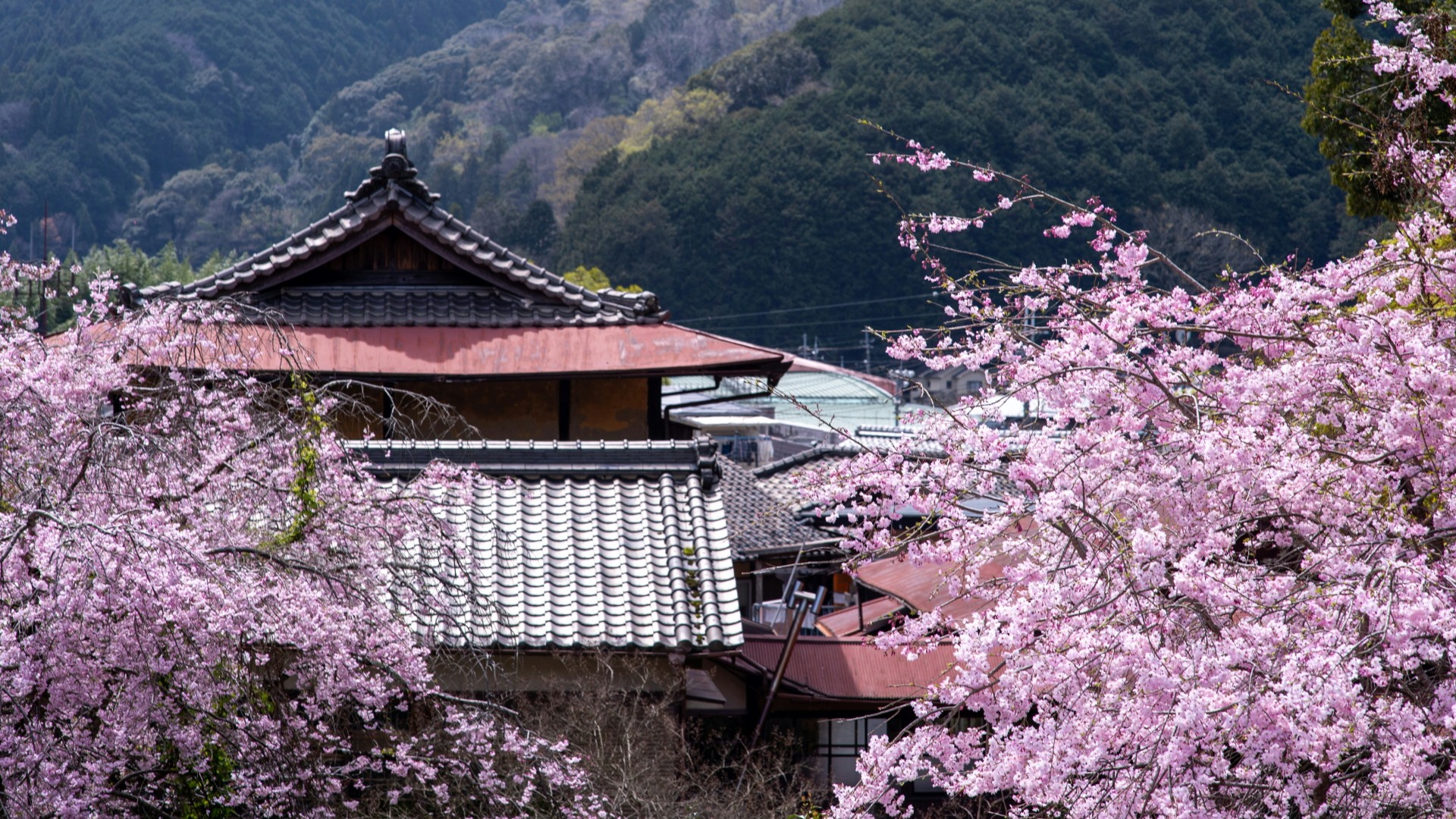 Do you dream of seeing cherry blossoms in Japan? Hurry up, this will soon no longer be possible