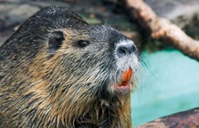 Giant coypu are causing chaos in California: they were allegedly introduced voluntarily by humans