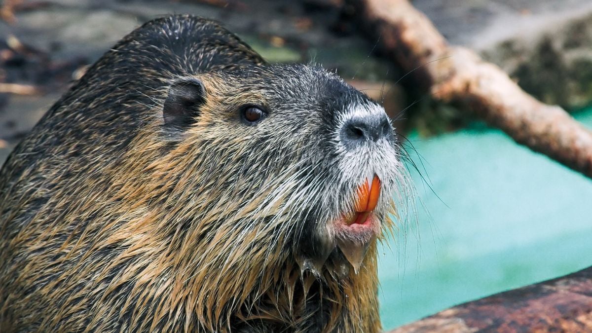 Giant coypu are causing chaos in California: they were allegedly introduced voluntarily by humans