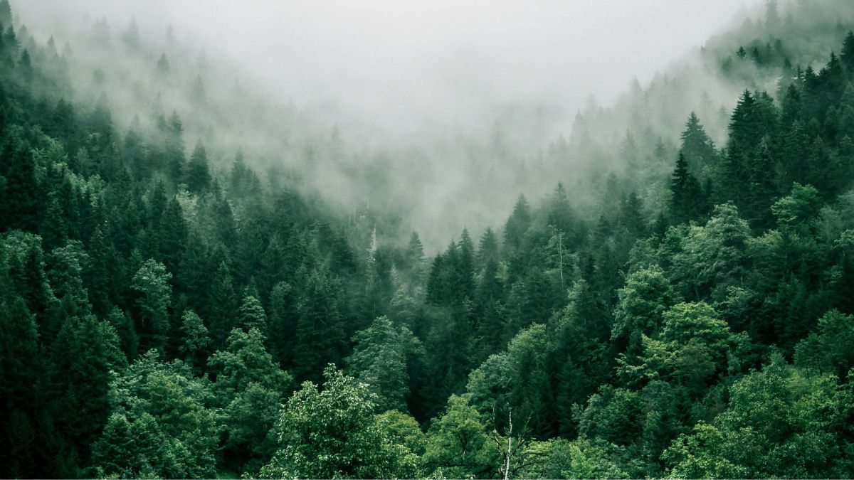 This Polish guru living in the mountains had hidden his treasure there, researchers may have found it