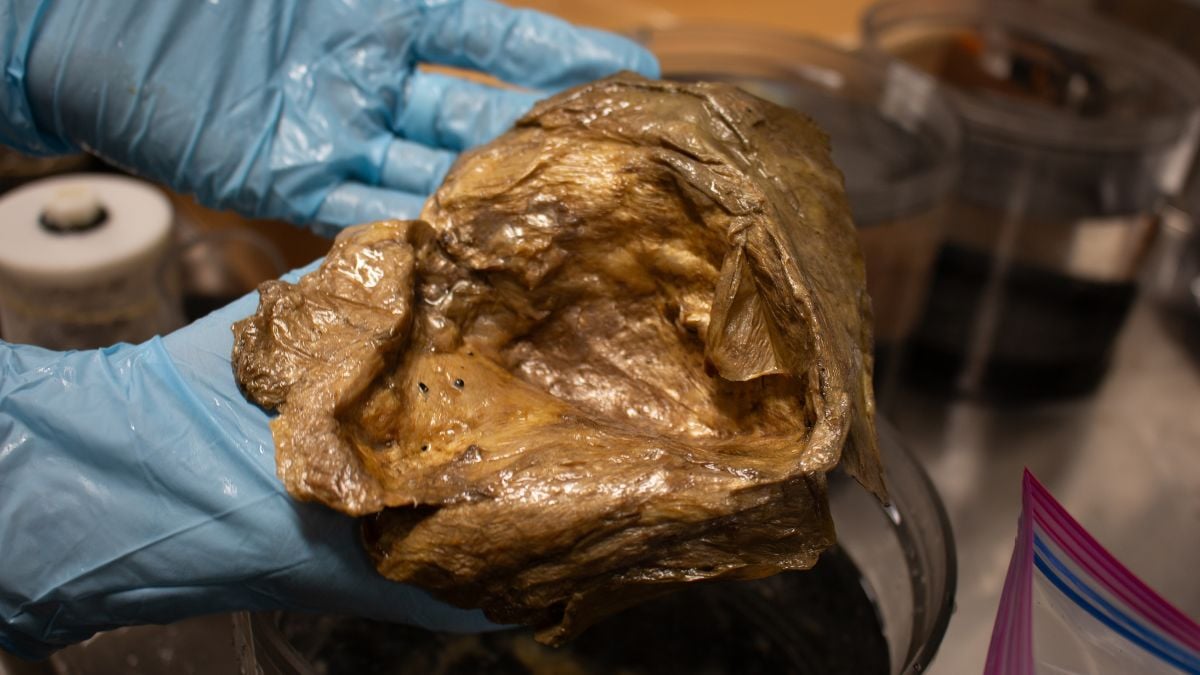 This intriguing golden sphere discovered at the bottom of the ocean in Alaska has finally been identified