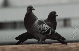 Transforming pigeons into drones using implants: this is the project of a company supported by Vladimir Putin
