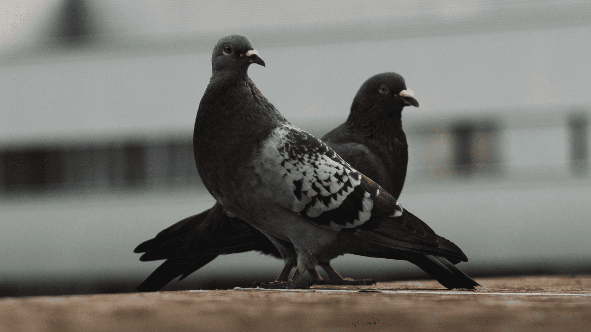 Transforming pigeons into drones using implants: this is the project of a company supported by Vladimir Putin