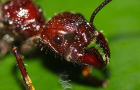 What is the most painful animal sting in the world?