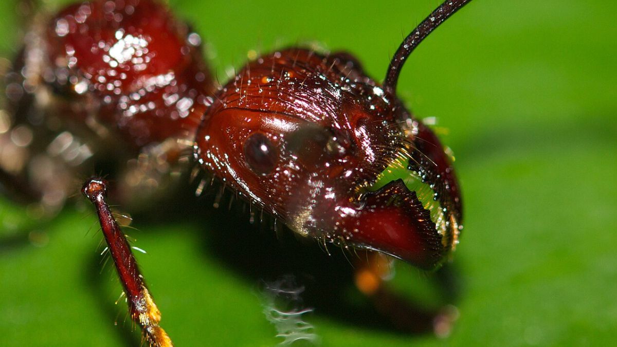 What is the most painful animal sting in the world?