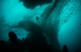 What is this strange creature discovered deep in the abyss of the Pacific Ocean?